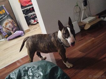 Mini bullterrier - 2