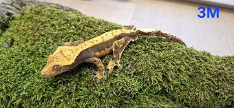 Pagekon riasnaty - 2