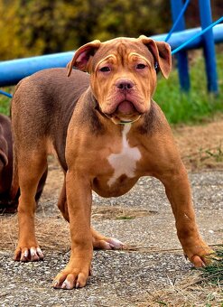 American bully - 2