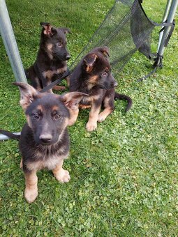 Nemecký ovčiak šteniatka. - 2