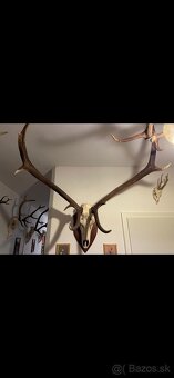 Jelenie trofeje - 2