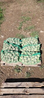 Zemiaky konzumné Spišské Vlachy - 2