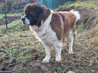 Chovný pes Moskovský strážny pes .. - 2