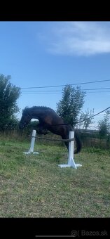Pony - 2