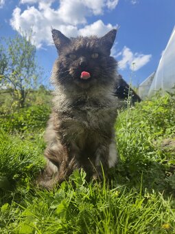 Maine Coon na krytie - 2