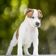AMERICKÝ STAFORDSHIRSKY TERRIER - 2