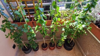 Bugenvilea (Bougainvillea) červená, fialová, cyklámenová - 2