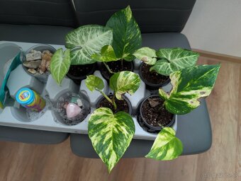 Epipremnum aureum - 2