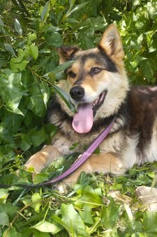Darujem rozumnú sučku Lindu - mix ovčiak a husky - 2