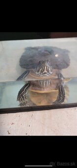 Vodná korytnačka - 2