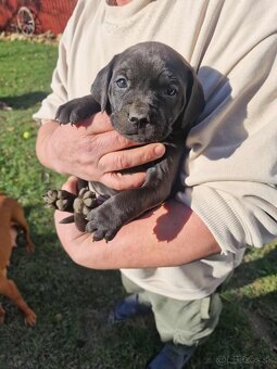 Maďarská vyžla / cane corzo - 2