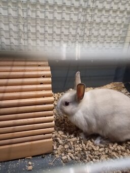 Zakrsly králik na predaj - 2