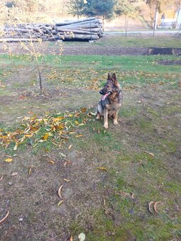 Nemecký Ovčiak fenka - 2