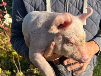 Predám odštavčata, Eladó malacok - 2