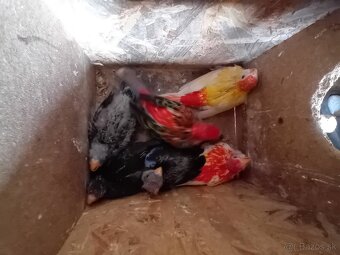 predam alebo vimena - 2