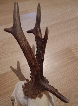 Trofej trofeje parohy parožie zhody,,, - 2