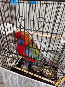 Samec rozela penant - 2