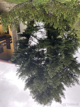 orechové drevo už spílené - 2