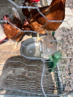 predam sliepky brown nick - 2