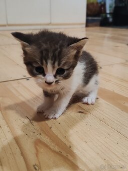 Mačiatka Ragdoll mix - 2