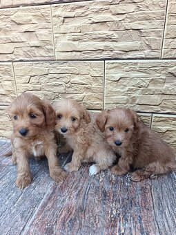 Maltipoo mini, maltipo - 2