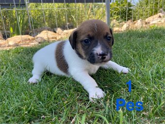 Jack Russel Terier - 2