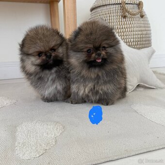 Pomeranian - 2