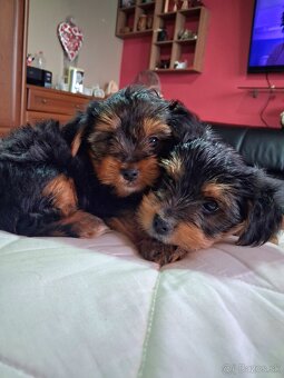 Yorkschirsky terier - 2