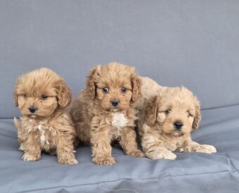 Cavapoo - 2