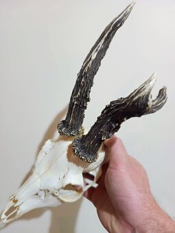 Trofej trofeje parohy parožie zhody,,,, - 2