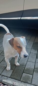 Jack Russel teriér - krytie - 2