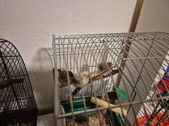 Darujem vymením - 2