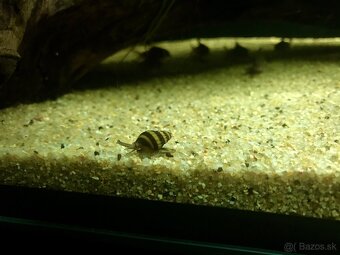 Piesok do akvária - 2
