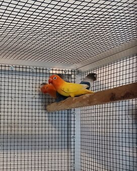 Agapornis - 2