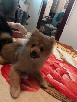 predam pomeranian - 2