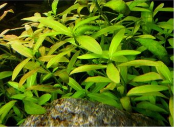 Hygrophila polysperma mokranka - 2