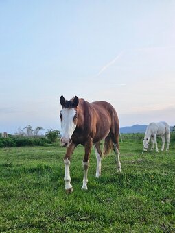 Aph kobylka , paint horse kobylka - 2