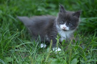 Mainská mývalia - maine coon - MCO 2 mačiatka - 2