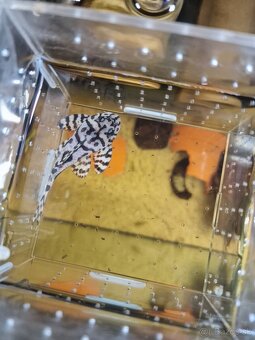 Pleco - 2