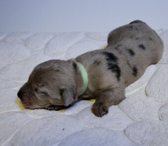 Louisianský leopardí pes s PP - 2