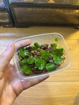 Predam alebo vymenim za ine rastliny - 2