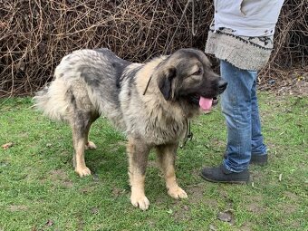 Kaukazský ovčiak - 2