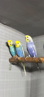 Andulky dúhové - 2