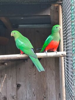 Papagáj Kráľovský - 2