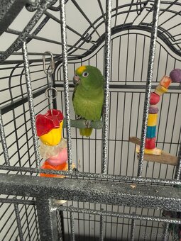 Amazonan zltohlavy - 2