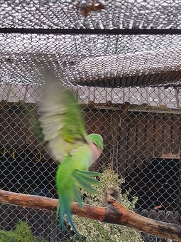 Alexander fúzatý - 2