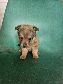 Križec s pomerianom - 2