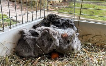 Morské prasiatka, morča - 2