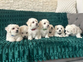 Čisto krvny maltezak - 2