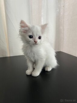 Predám bielu macicku Turecka angora - 2